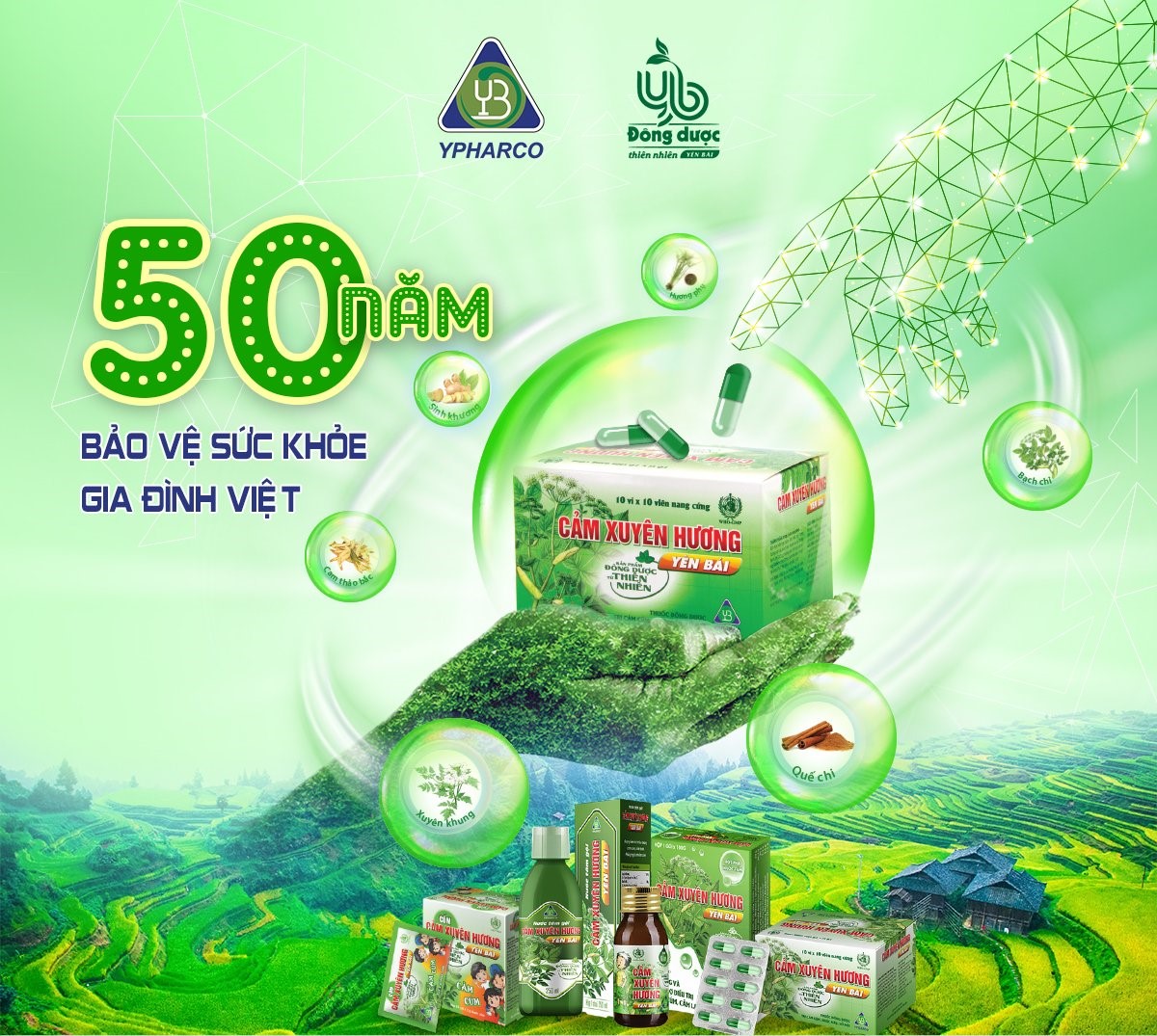 Yen Bai rosemary, the quintessence of the Northwest