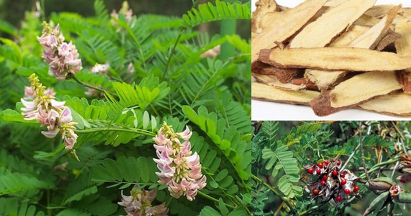 Licorice - A natural anti-inflammatory and cough reliever