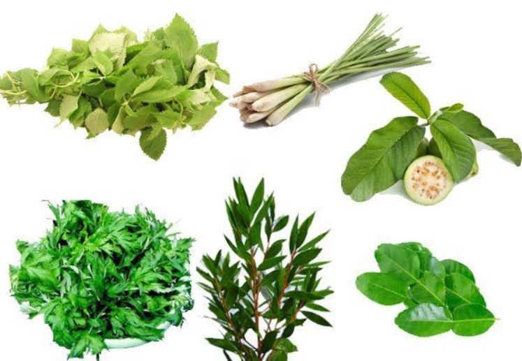 Disease prevention with medicinal herbs during Covid