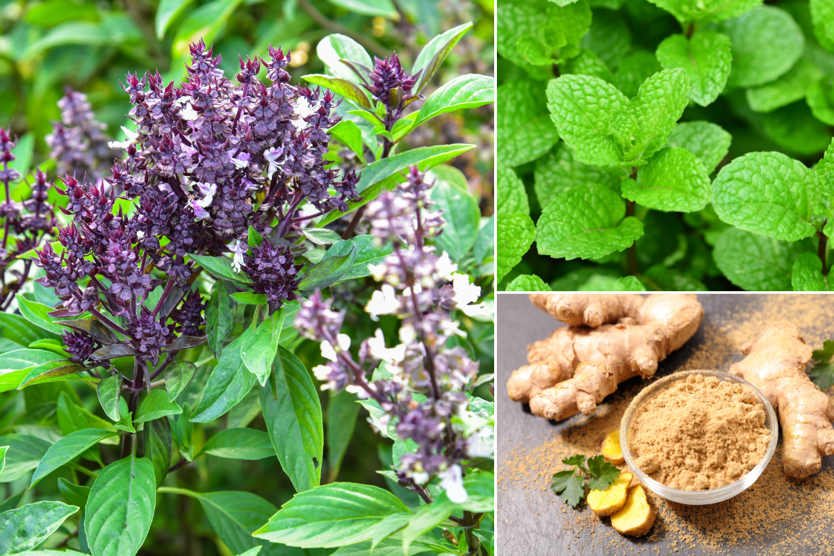 7 loại rau gia vị hỗ trợ trị cúm A