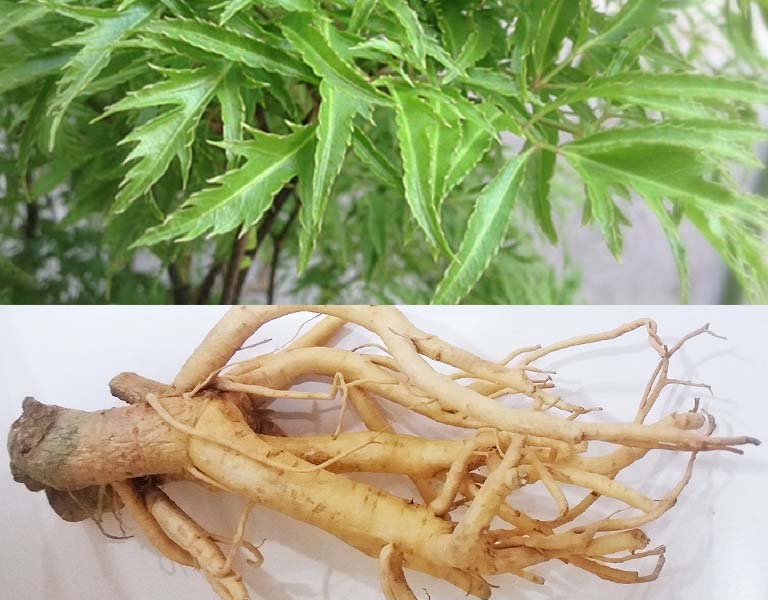 ĐINH LĂNG - DƯỢC LIỆU QUÝ GIÚP DƯỠNG NÃO, BỒI BỔ SỨC KHỎE