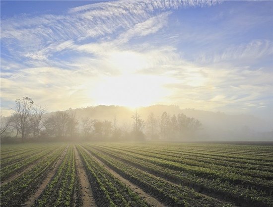 Khai thác thế mạnh Dược liệu vùng Tây Bắc